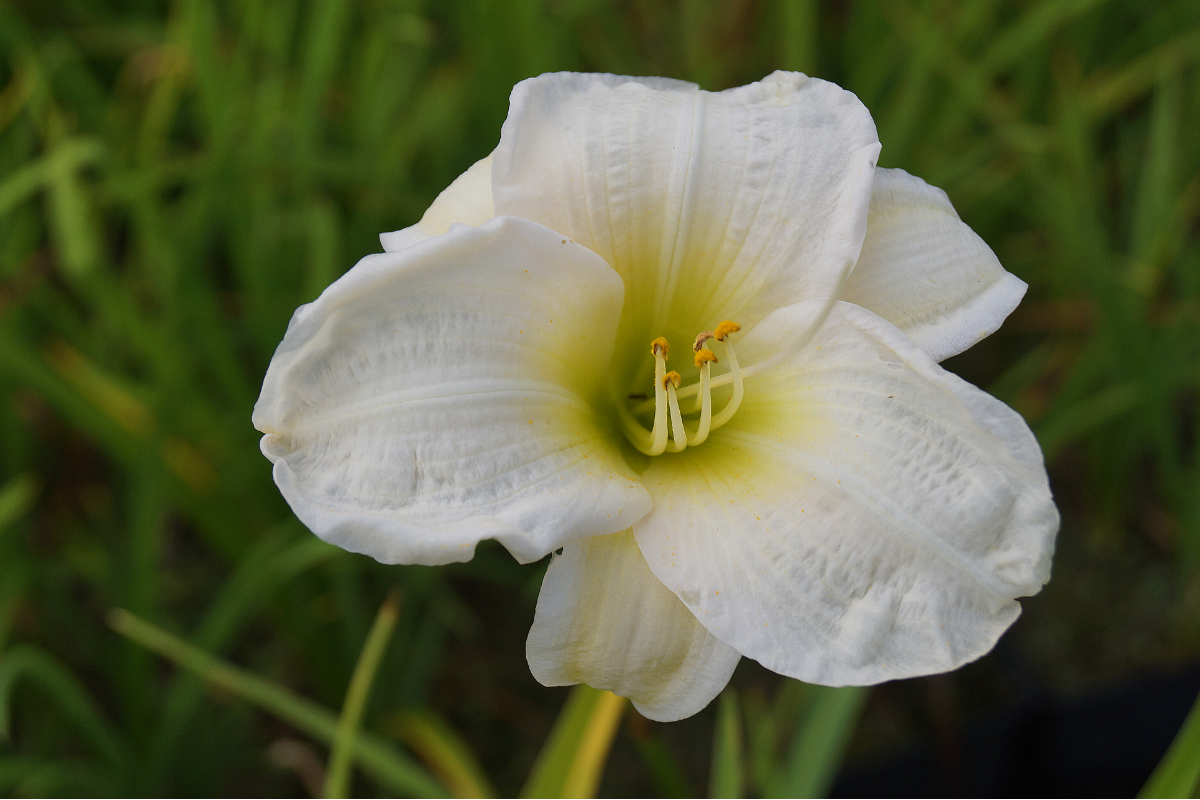 Hemerocallis Hybride 'Gentle Shepherd'