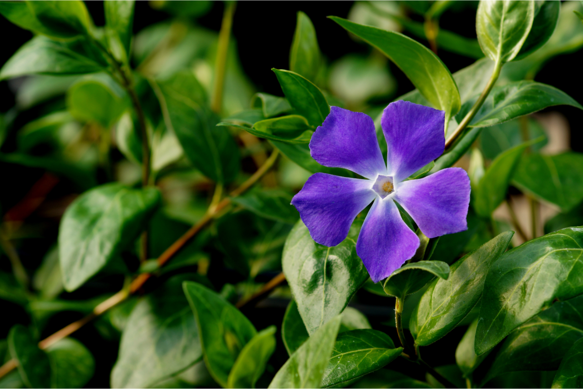 Vinca major - Großblättriges Immergrün
