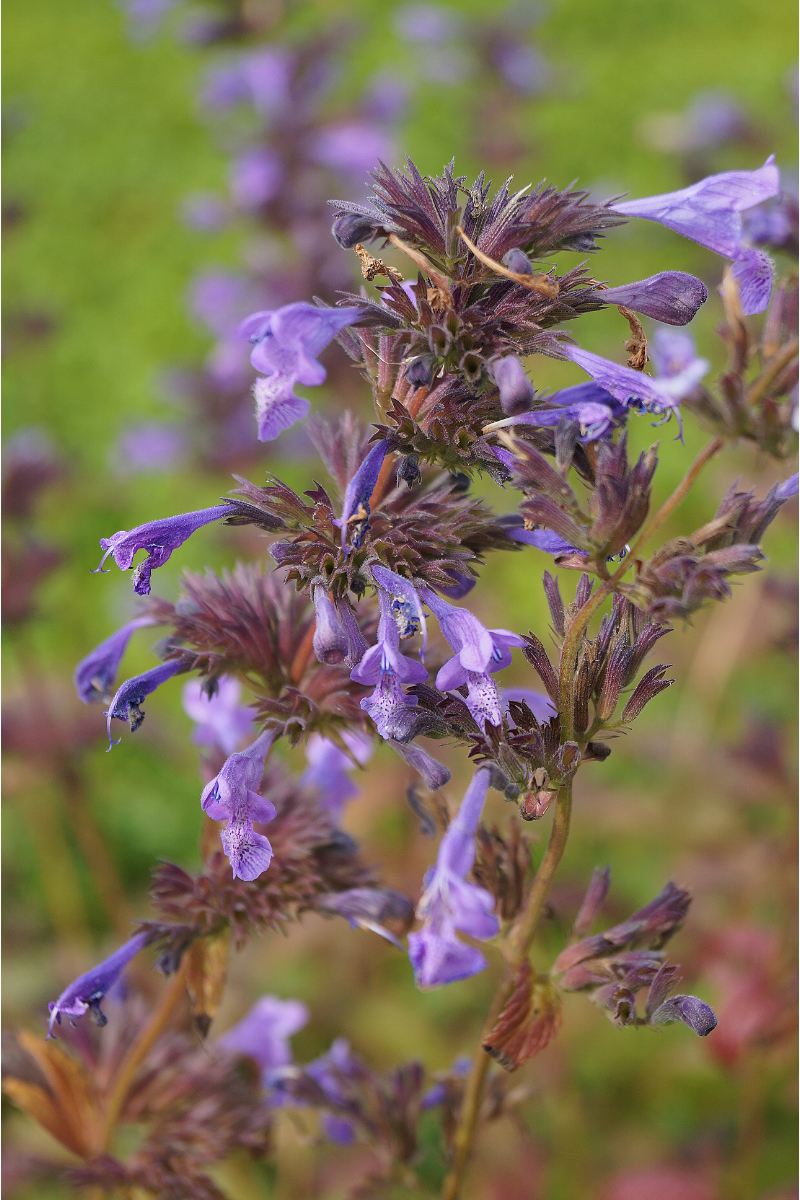 Nepeta sibirica 'Souvenir d'Andre Chaudron'