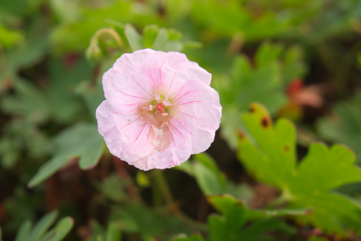 Geranium sanguineum var. striatum