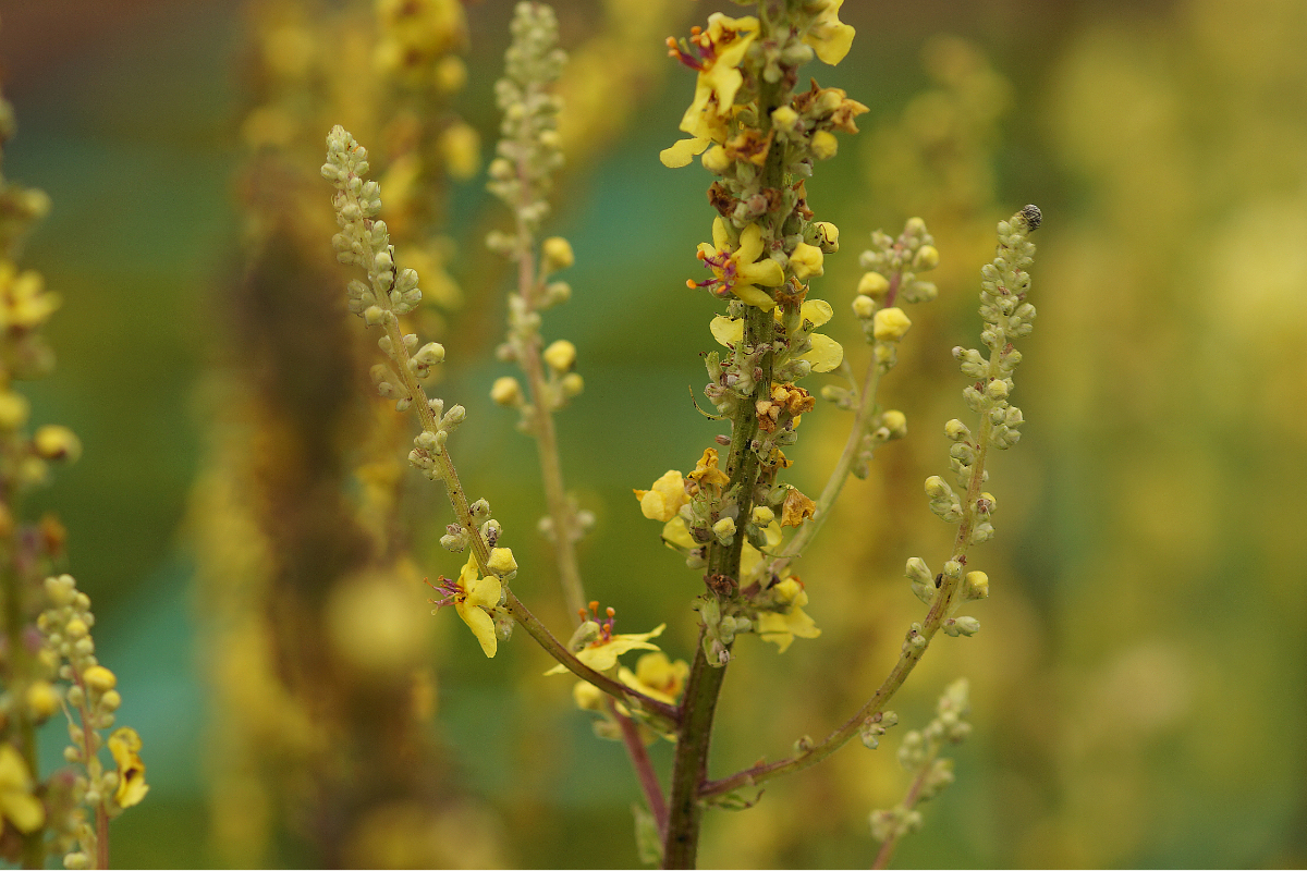 Verbascum nigrum