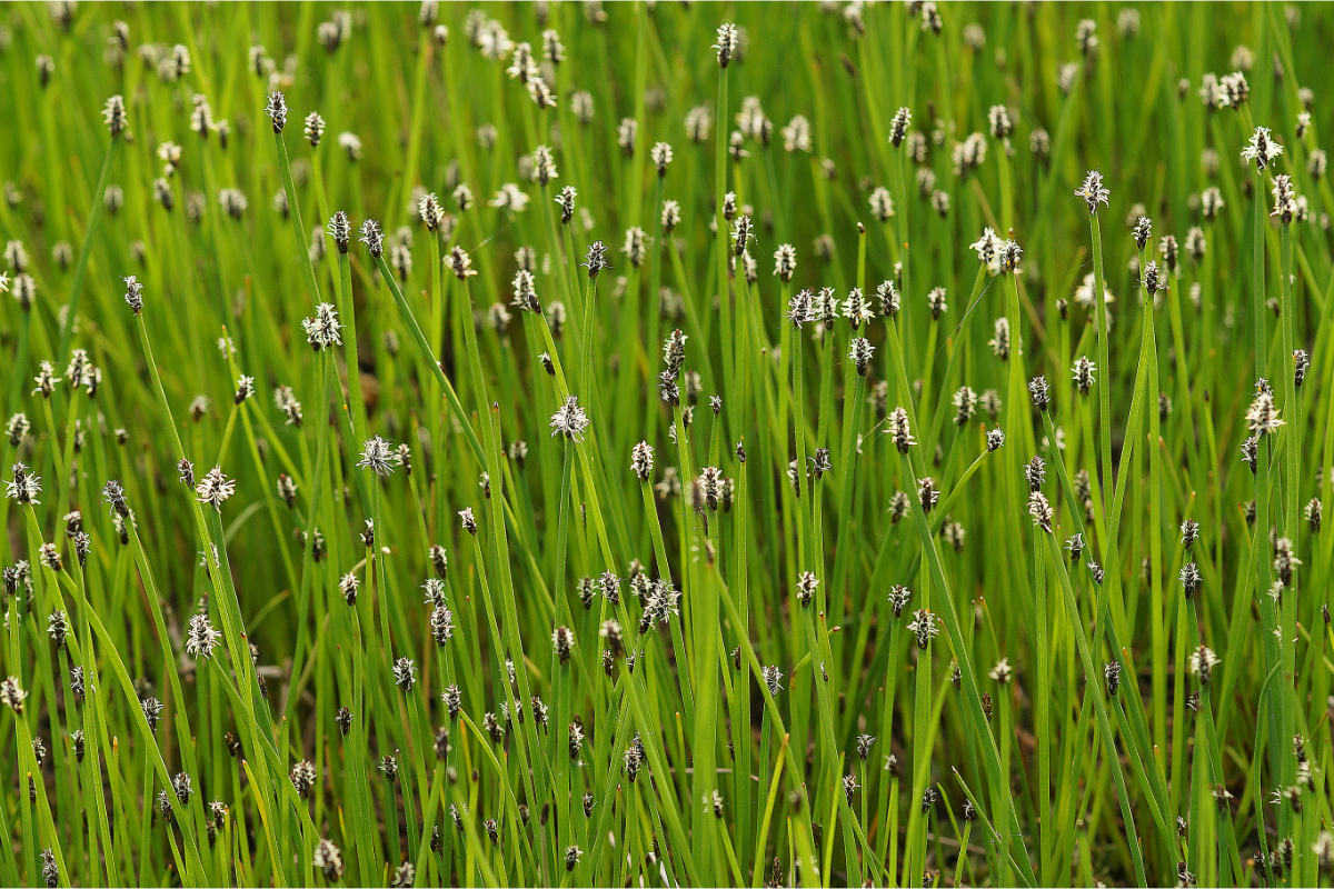 Eleocharis palustris - Nadelsimse