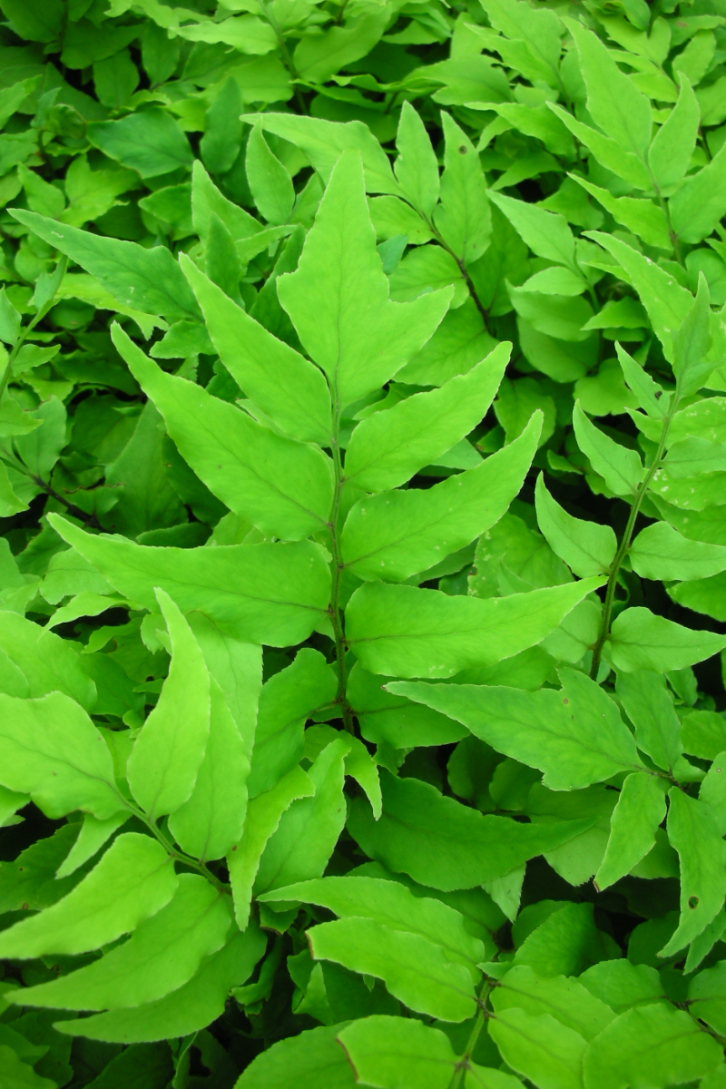 Cyrtomium fortunei gen.