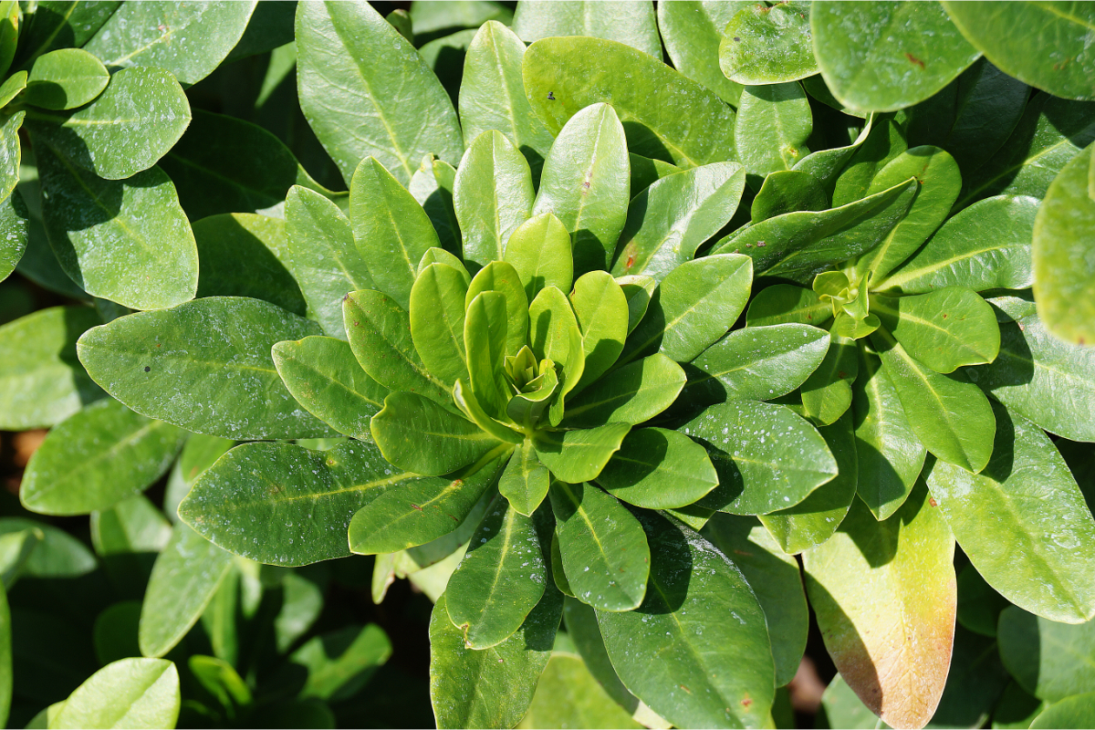 Euphorbia amygdaloides var. robbiae - Mandel-Wolfsmilch