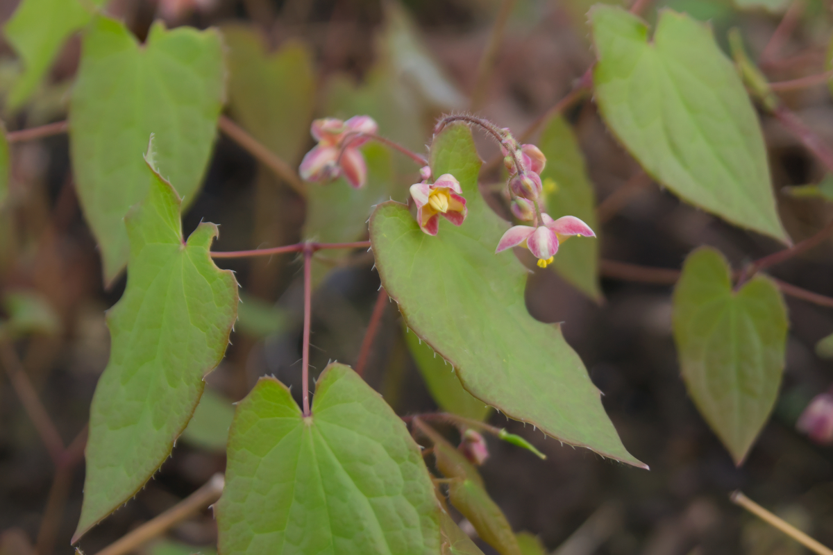 Epimedium x cantabrigiense - Cambridge-Elfenblume