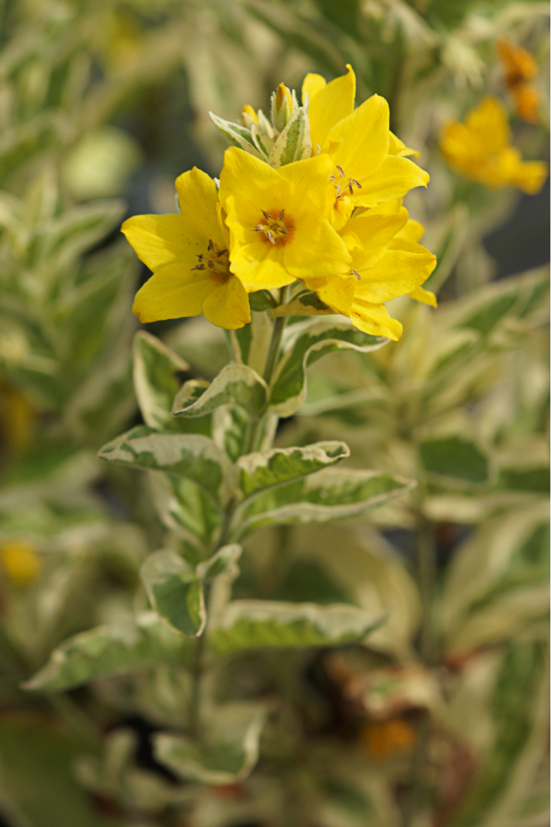Lysimachia punctata 'Alexander'