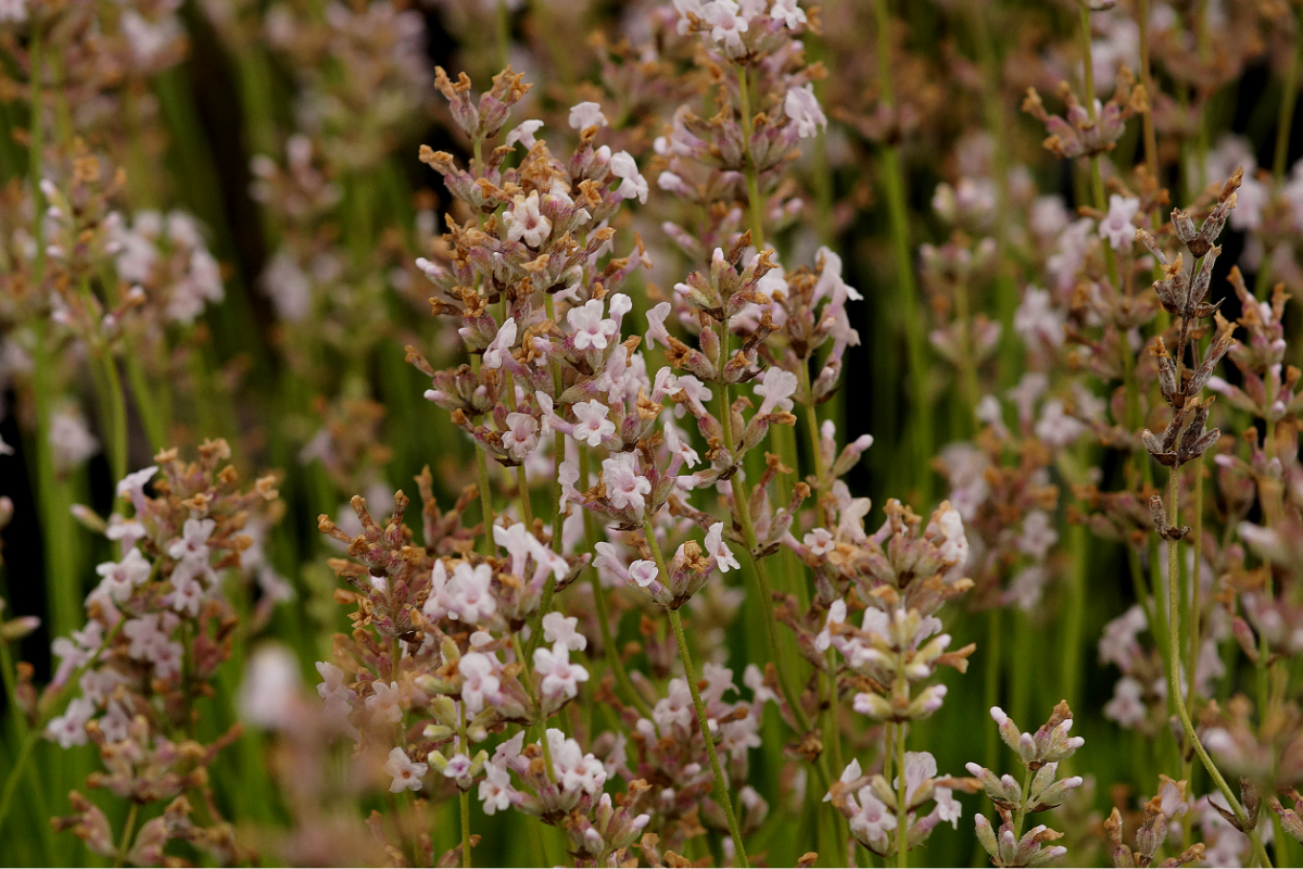 Lavandula angustifolia 'Rosea' - Lavendel, rosablühend