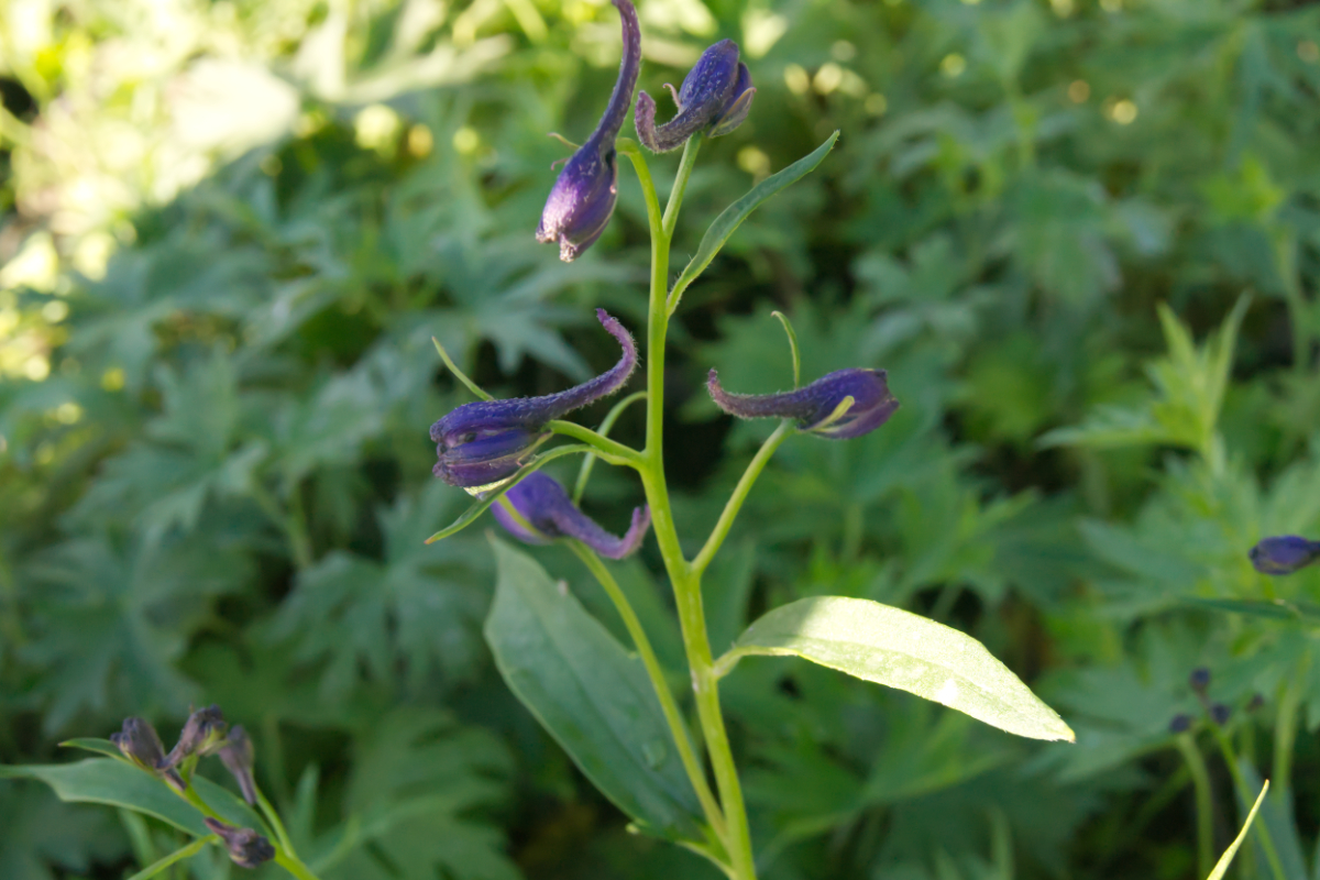 Delphinium Belladonna-Hybr. 'Bellamosum', gen.