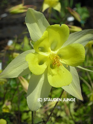 Aquilegia chrysantha 'Yellow Queen'