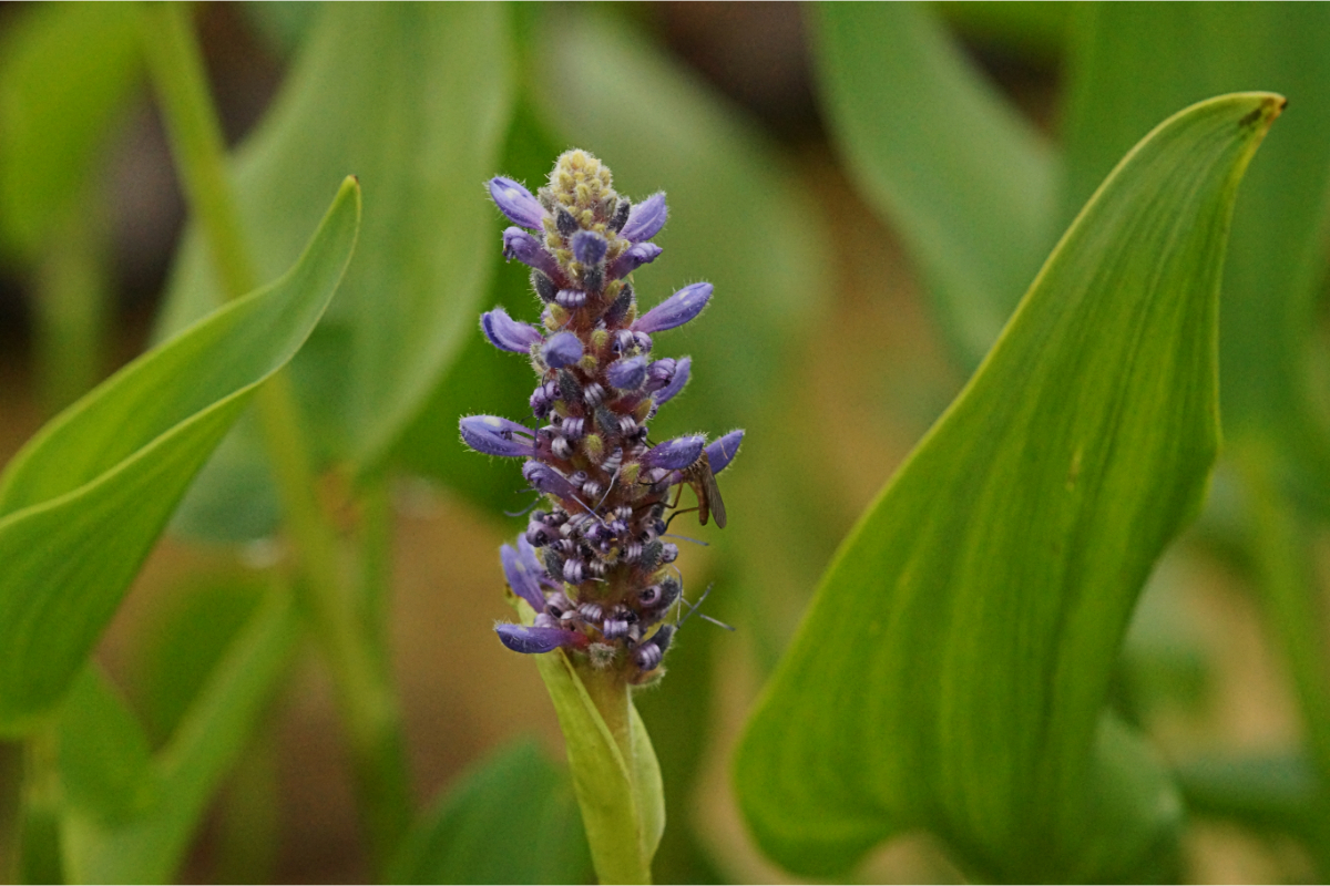 Pontederia cordata