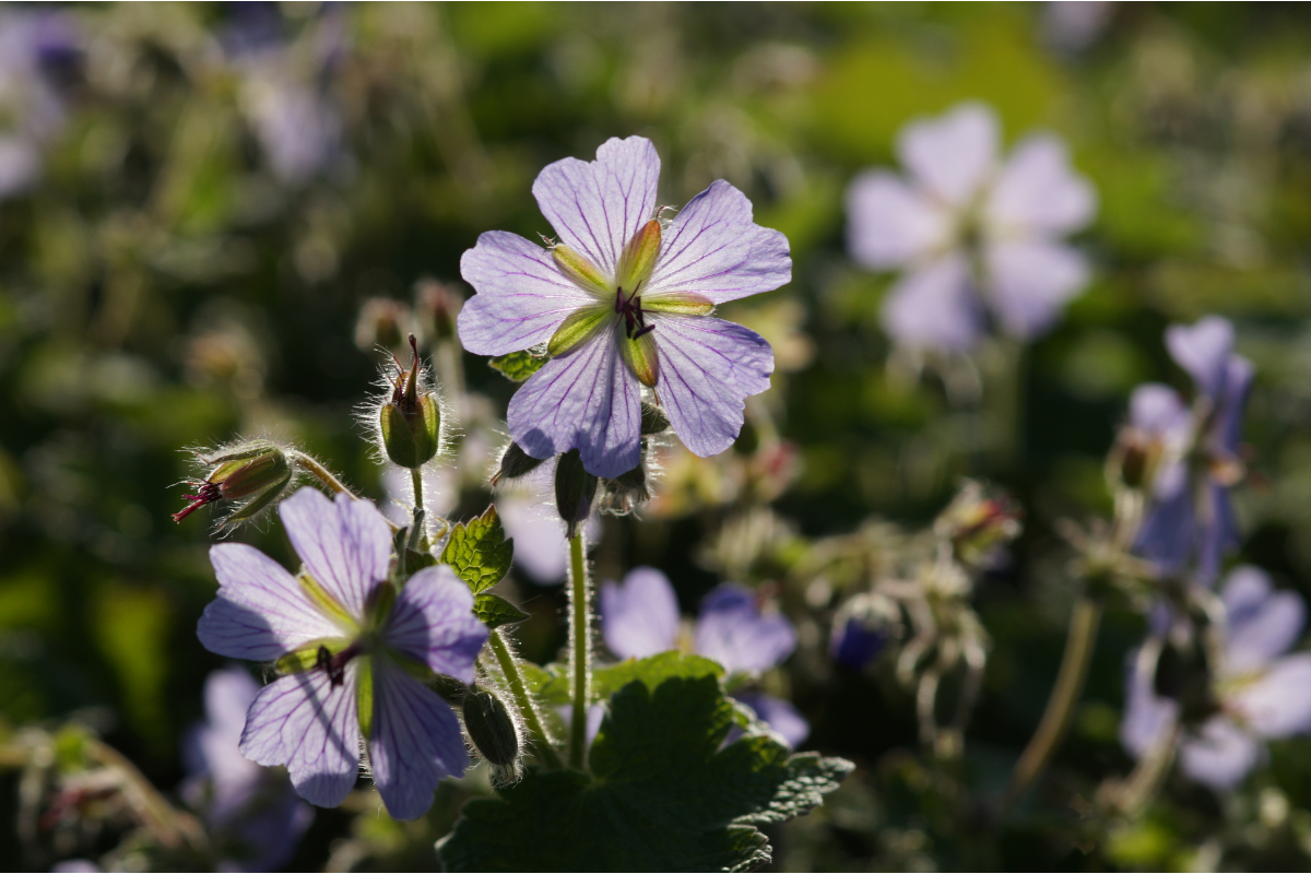 Geranium renardii 'Philippe Vapelle'