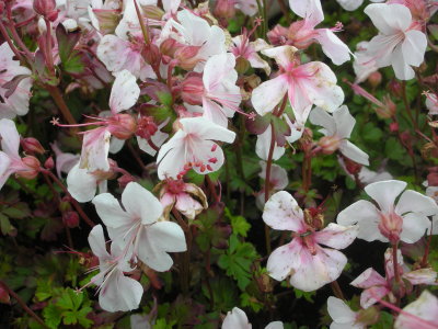 Geranium dalmaticum 'Album'
