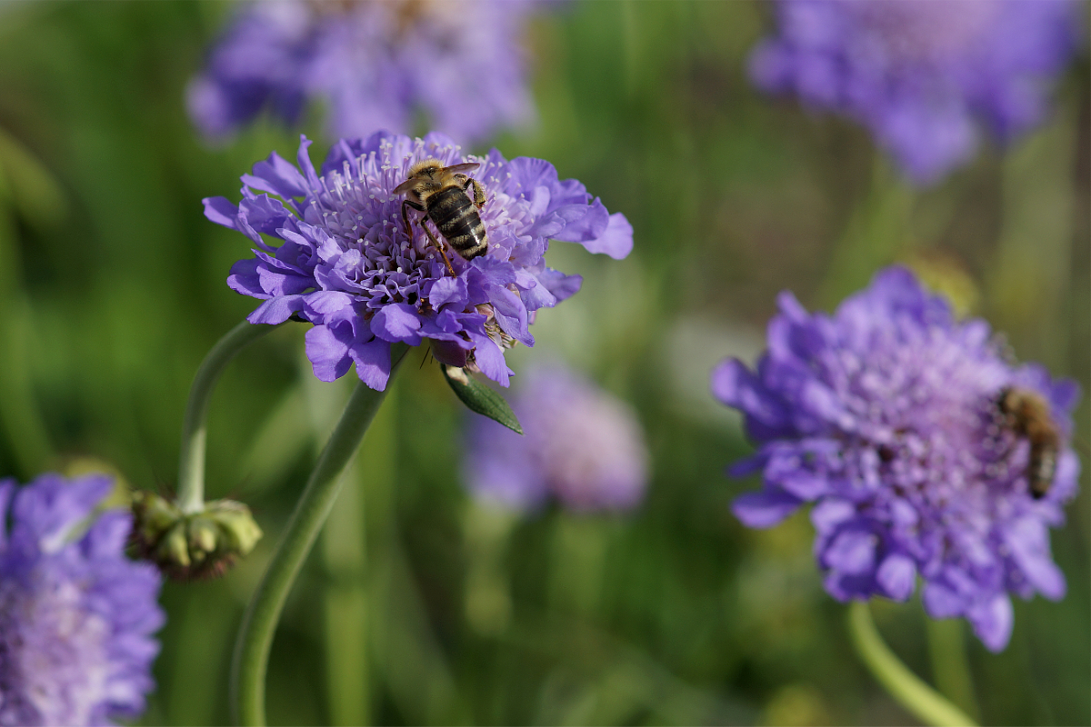 Scabiosa columbaria 'Butterfly Blue'