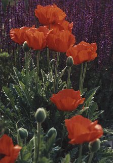 Papaver Orientale-Hybr. 'Beauty of Livermere'