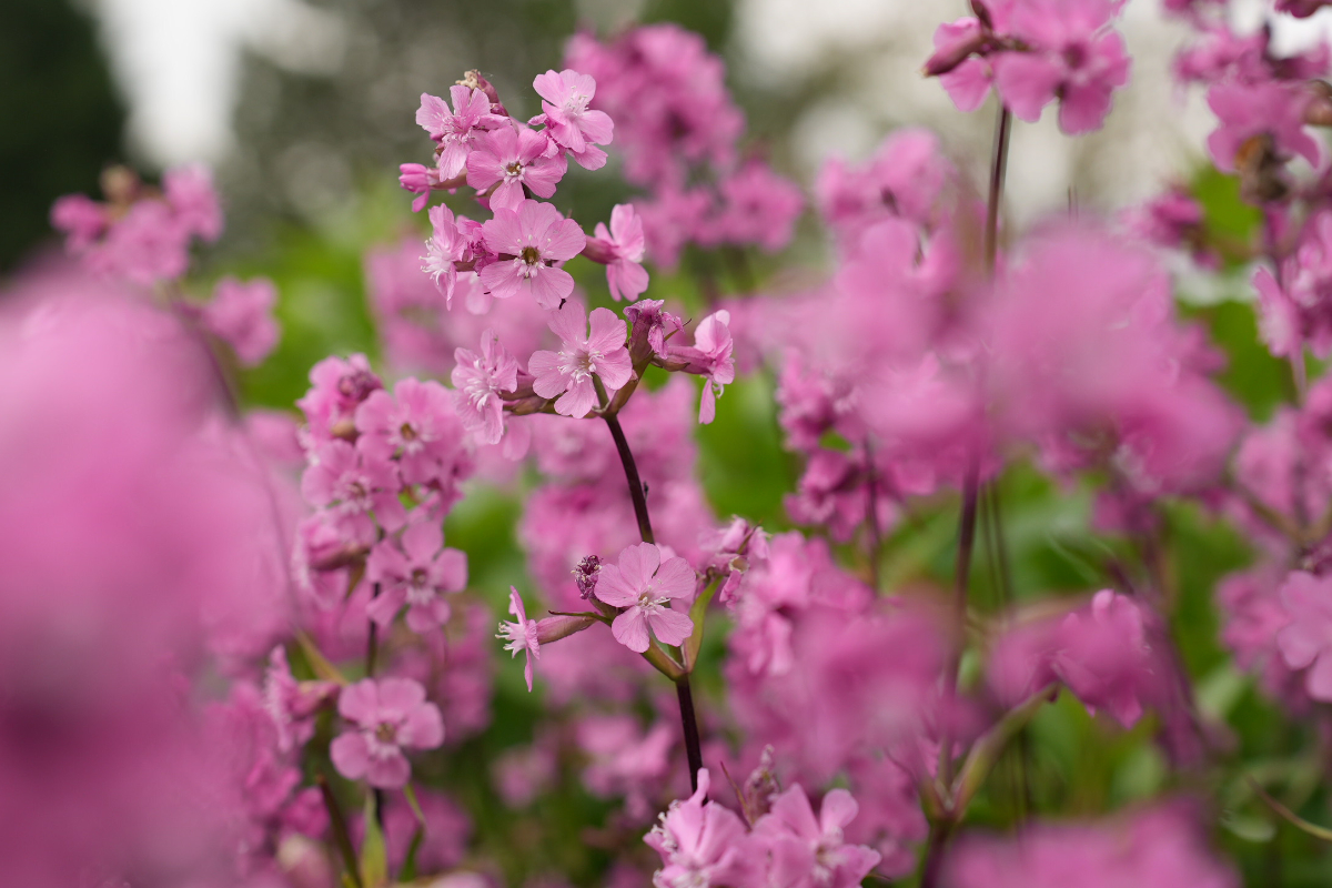 Lychnis viscaria - Pechnelke
