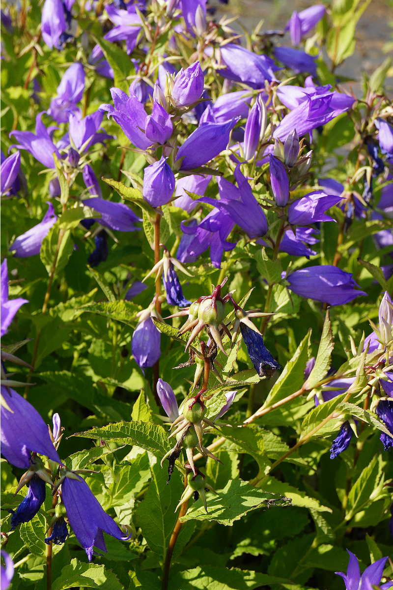 Campanula latifolia var. macrantha - Waldglockenblume