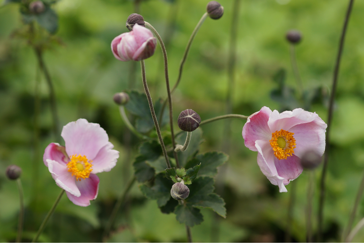 Anemone hupehensis 'Septembercharme'