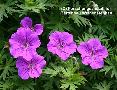 Geranium Sanguineum-Hybr. 'Tiny Monster'