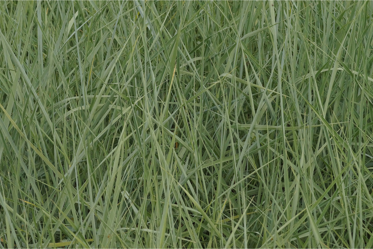 Ammophila breviligulata hort.