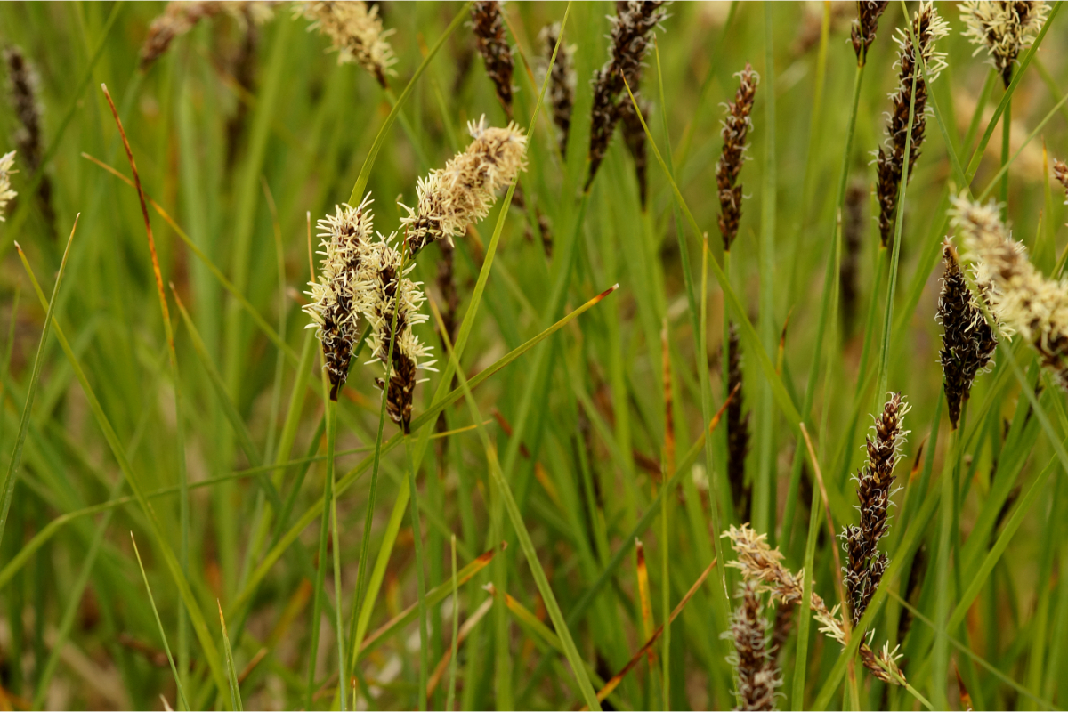 Carex appropinquata - Schwarzschopf-Segge (auch Wundersegge)