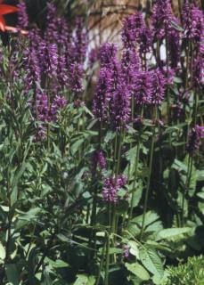 Betonica macrantha 'Superba'(Stachys grandiflora 'Superba') - Ziest