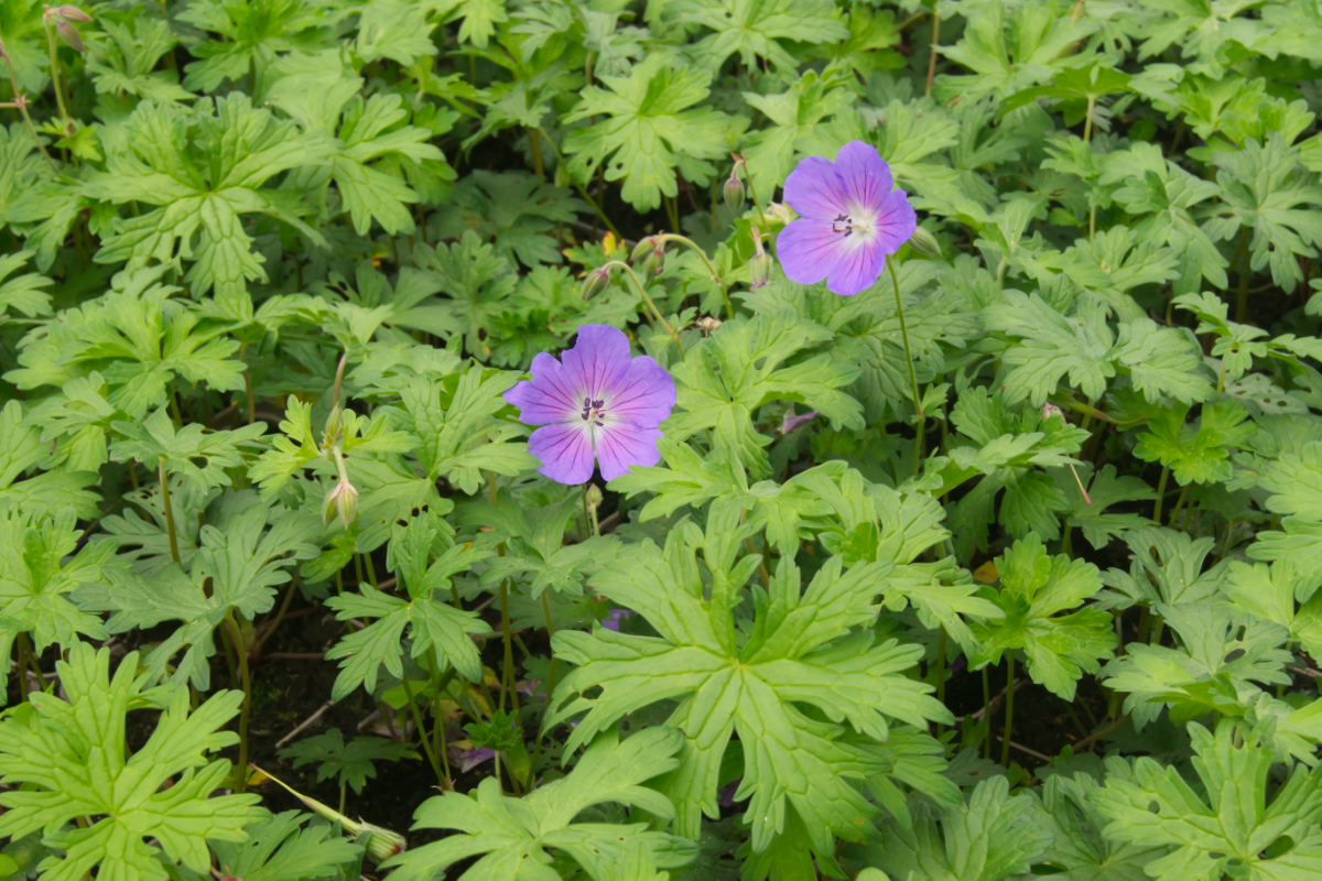 Geranium himalayense 'Baby Blue' - Storchschnabel
