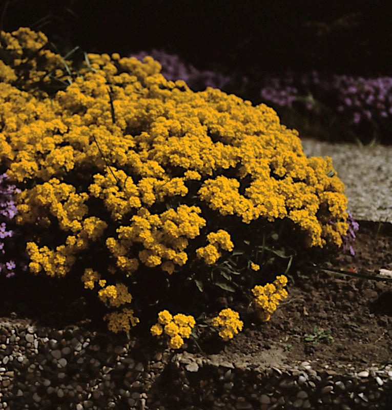Aurinia (Alyssum) 'Compactum Goldkugel'
