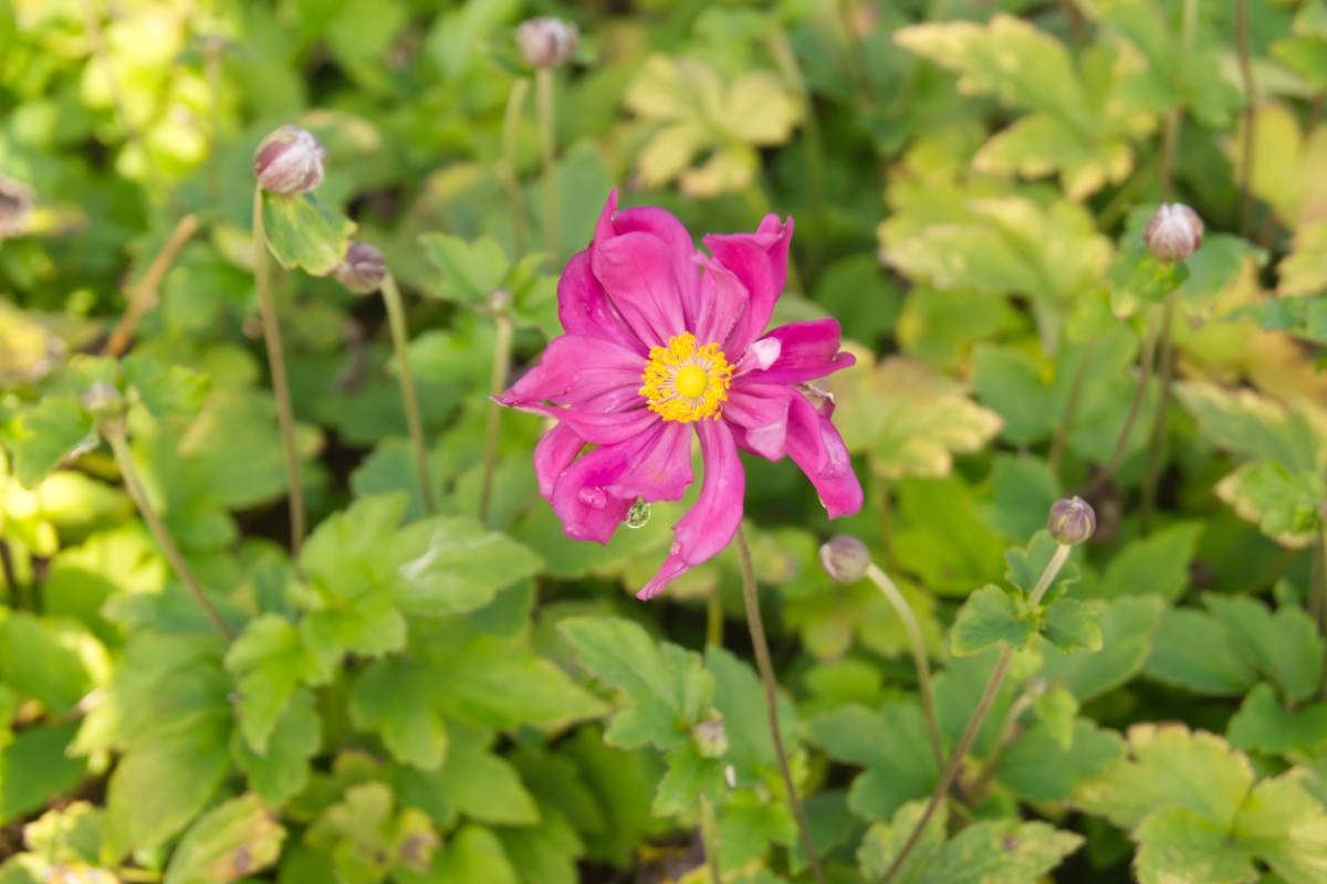 Anemone Japonica-Hybr. 'Pamina'