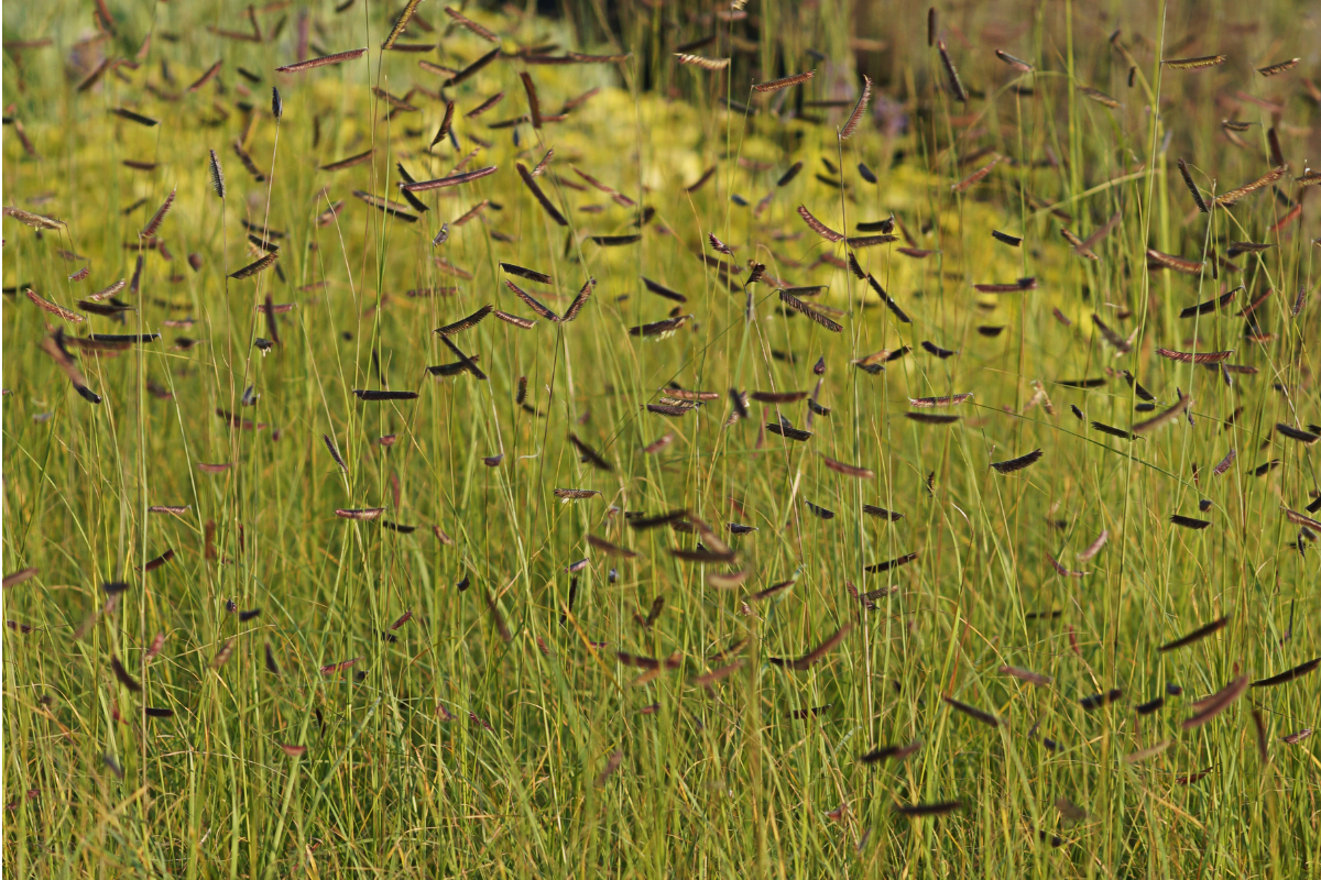 Bouteloua gracilis (oligostachya) - Moskitogras, Haarschotengras