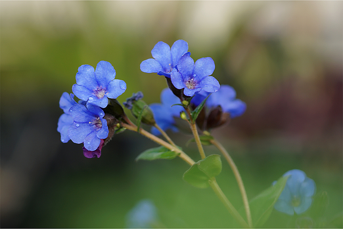 Pulmonaria dacica (angustifolia) 'Blue Ensign' - Schmalblättriges Lungenkraut