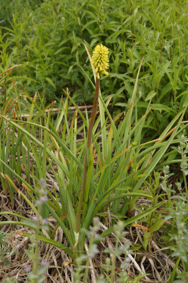 Kniphofia citrina