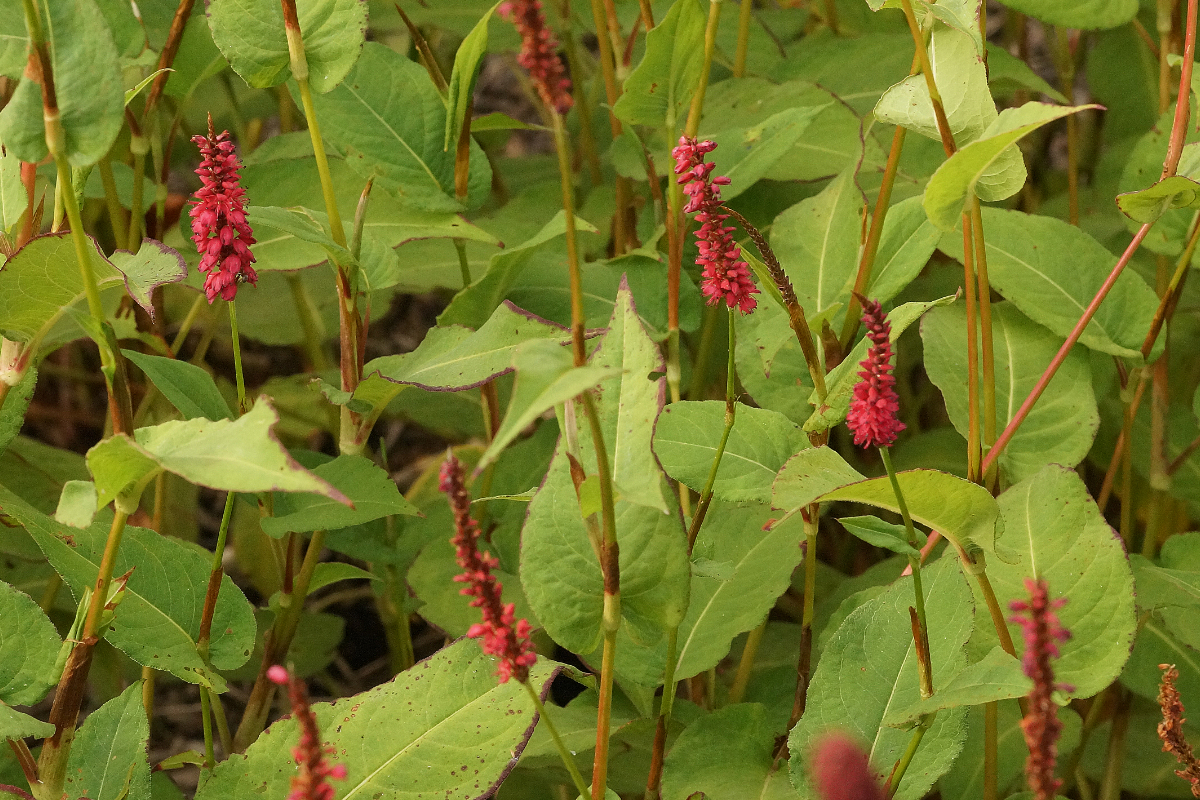 Bistorta amplexicaulis 'Taurus' - Kerzenknöterich