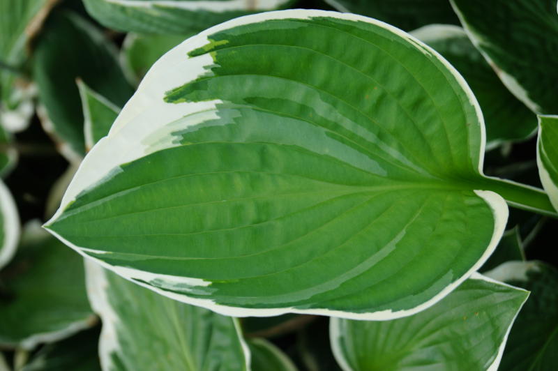Hosta x fortunei 'Francee'