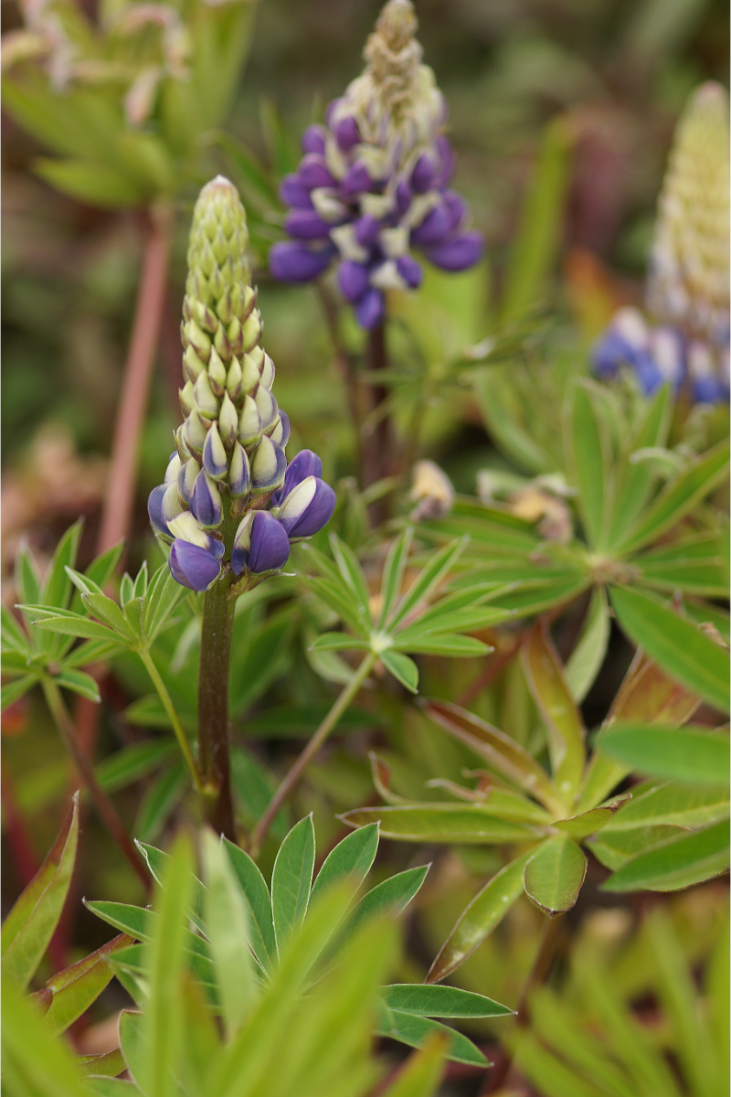 Lupinus Polyphyllus-Hybr. 'Kastellan'