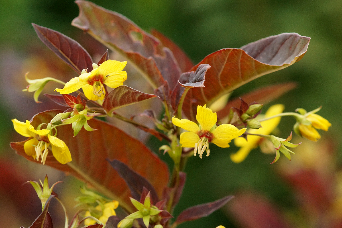 Lysimachia cilliata 'Firecracker'