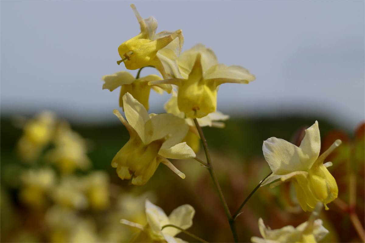 Epimedium x versicolor 'Sulphureum'