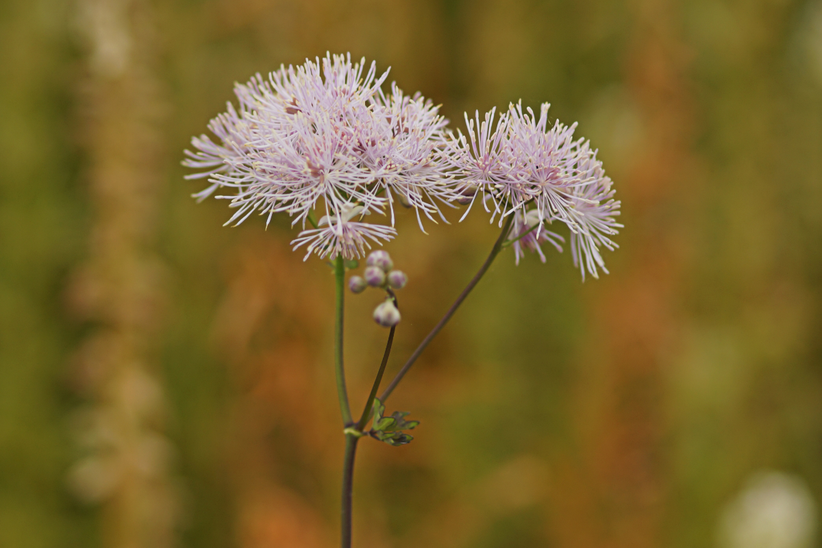 Thalictrum aquilegifolium