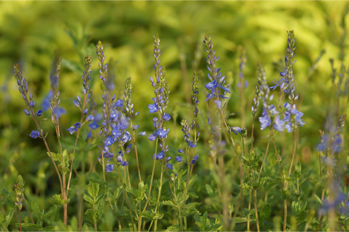 Veronica austriaca (teucrium) 'Königsblau'