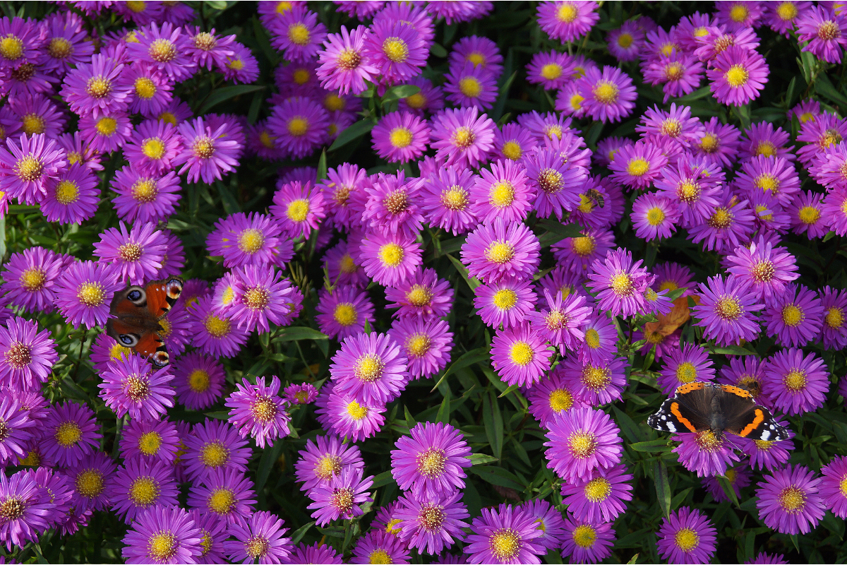 Aster novi-belgii 'Karminkuppel' - Glattblattaster
