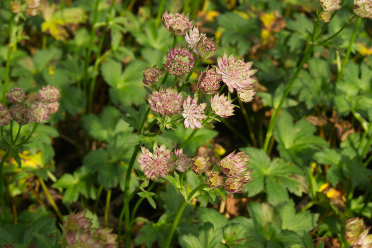 Astrantia major 'Moulin Rouge' (R)