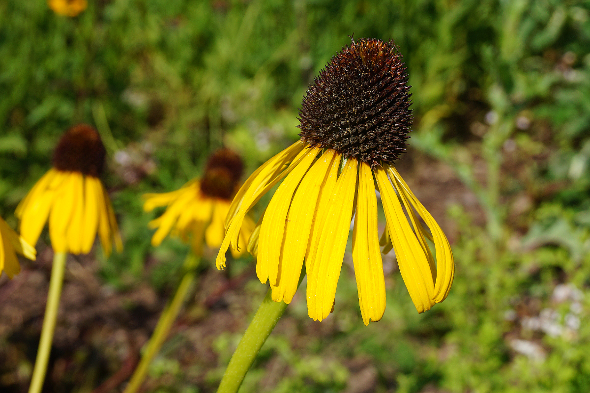 Echinacea paradoxa - Gelber Sonnehut