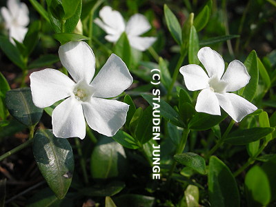 Vinca minor 'Alba'