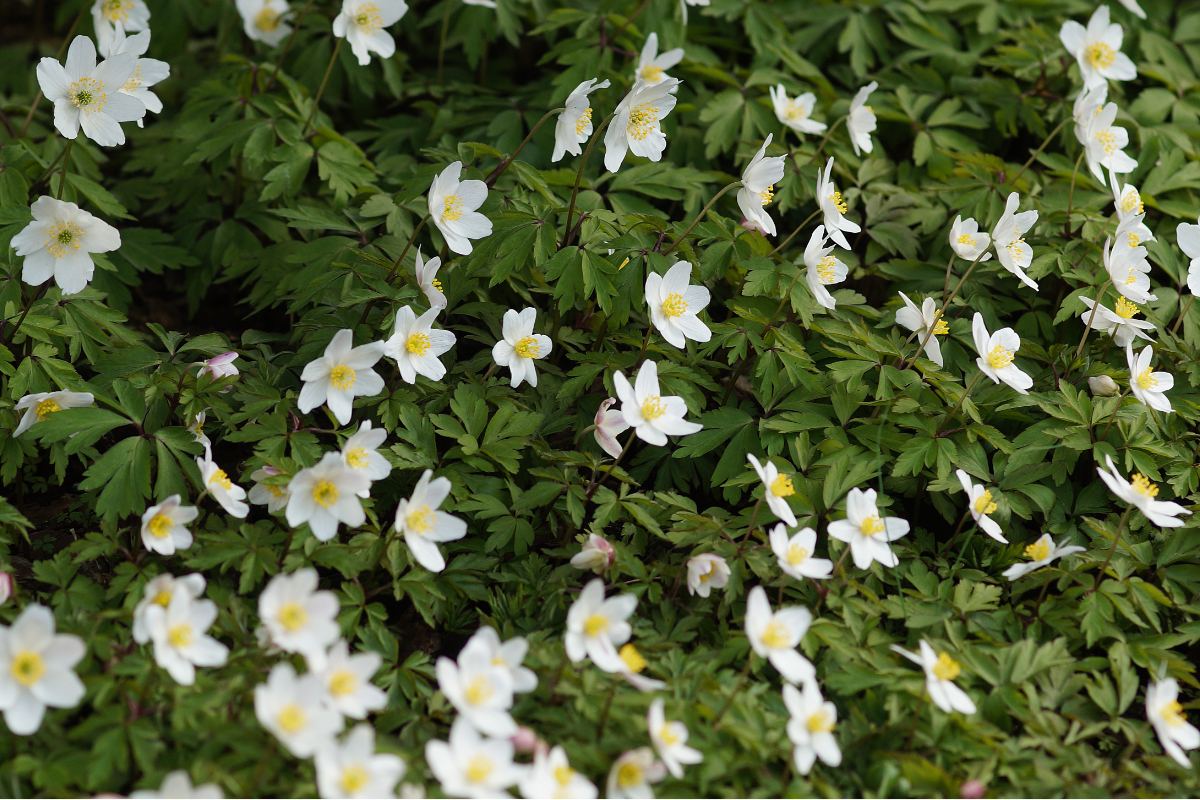 Anemone nemorosa