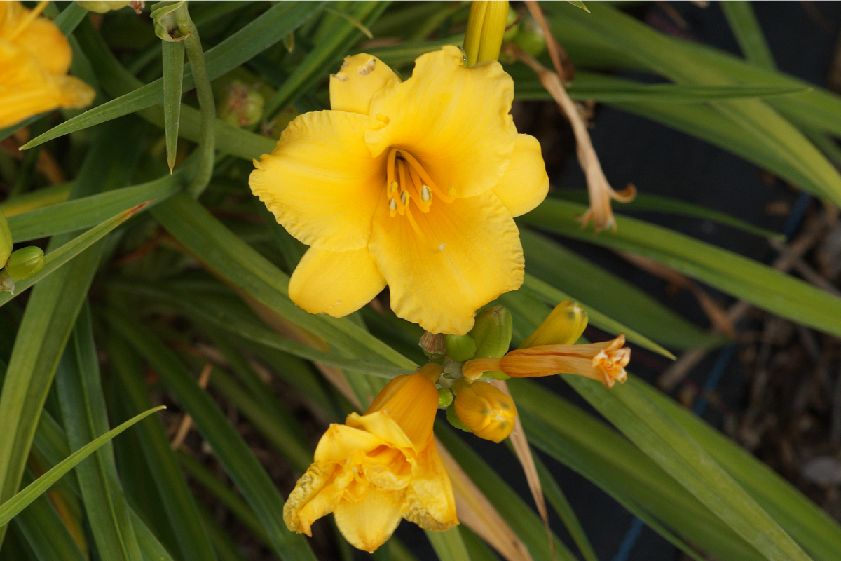 Hemerocallis Hybride 'Stella d'Oro' - Taglilie