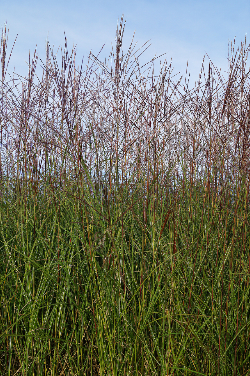 Miscanthus sinensis 'Kleine Silberspinne'