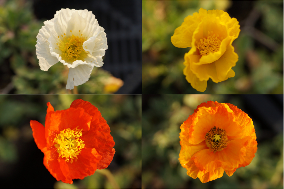 Papaver nudicaule 'Gartenzwerg' - Island-Mohn