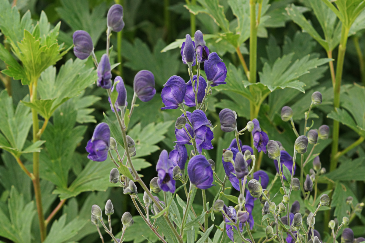 Aconitum napellus - Eisenhut