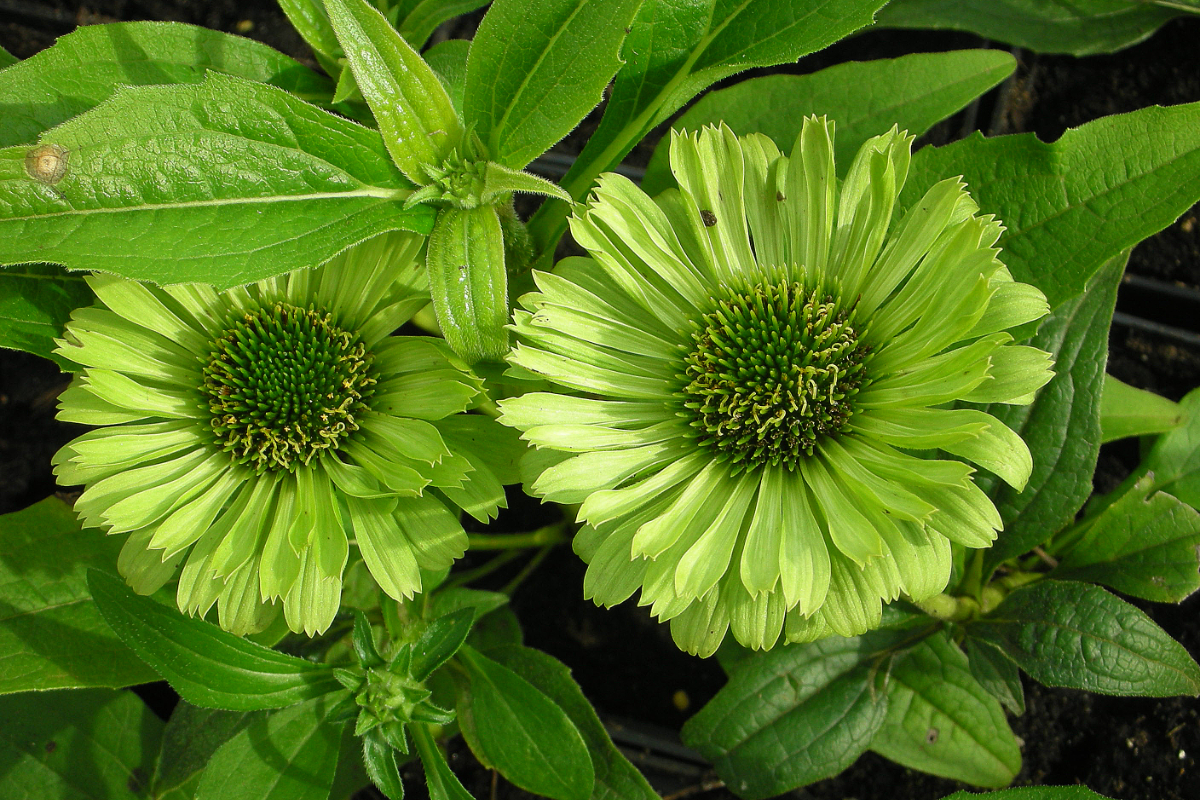 Echinacea purpurea 'Green Jewel'(R)
