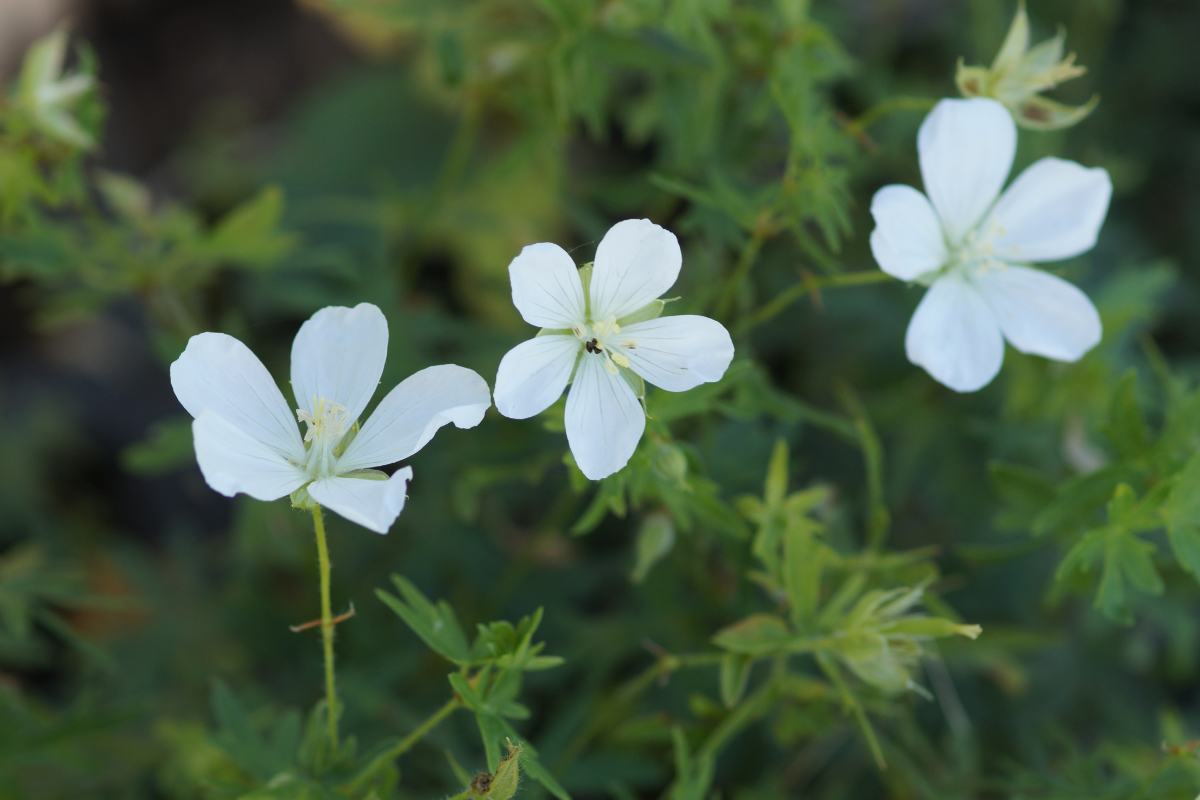 Geranium sanguineum 'Album' - Blutstorchschnabel