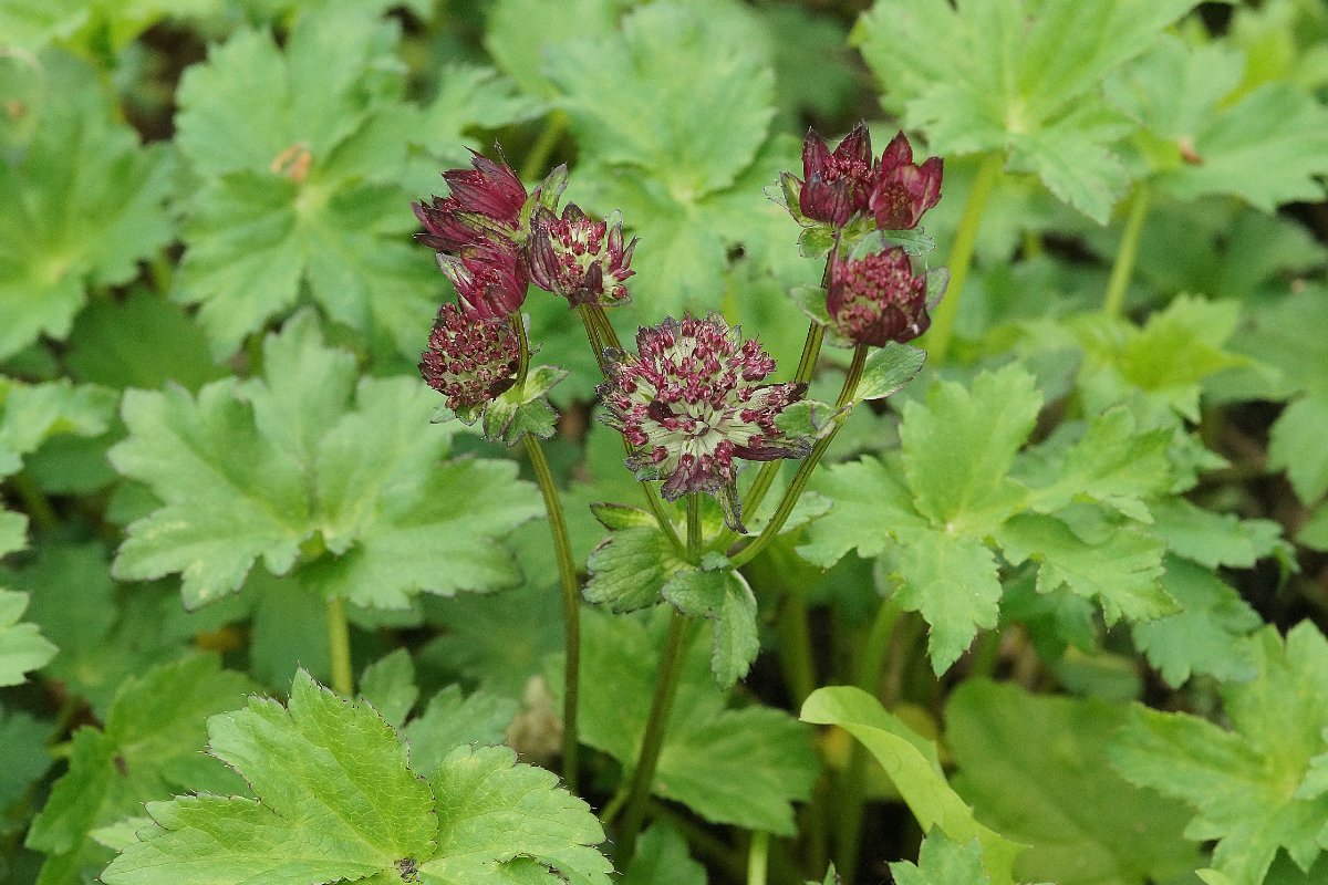 Astrantia major 'Moulin Rouge' (R) - Sterndolde